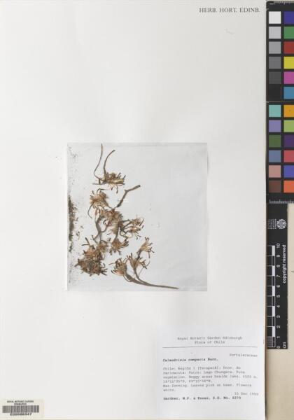 Calandrinia compacta [Espécimen: ]