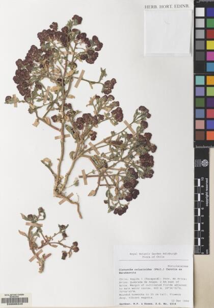 Philippiamra celosioides [Espécimen: ]