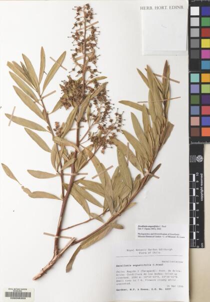 Escallonia angustifolia [Espécimen: ]