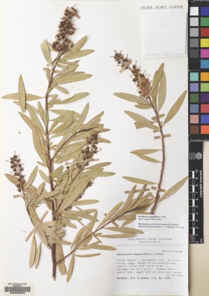 Escallonia angustifolia [Espécimen: ]