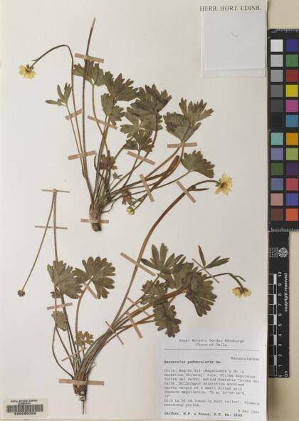 Ranunculus peduncularis [Espécimen: ]