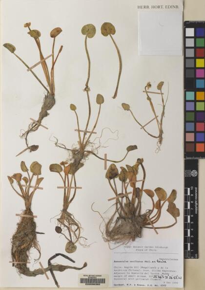 Halerpestes uniflora [Espécimen: ]