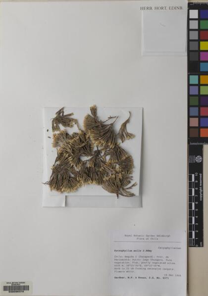 Pycnophyllum molle [Espécimen: ]