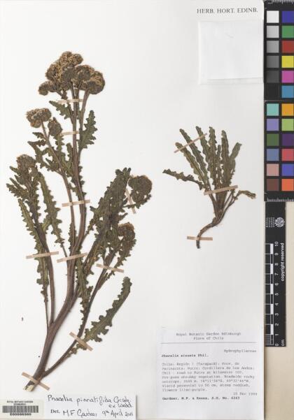 Phacelia pinnatifida [Espécimen: ]