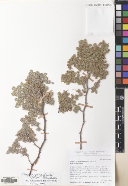 Tiquilia paronychioides [Espécimen: ]