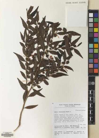 Azara lanceolata [Espécimen: ]