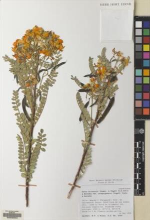 Senna birostris [Espécimen: ]