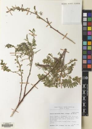 Vachellia macracantha [Espécimen: ]