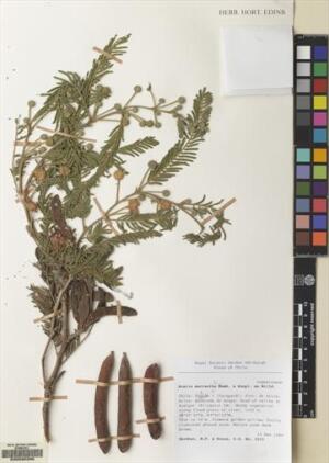 Vachellia macracantha [Espécimen: ]