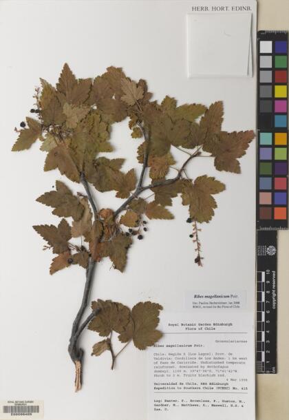 Ribes magellanicum [Espécimen: ]