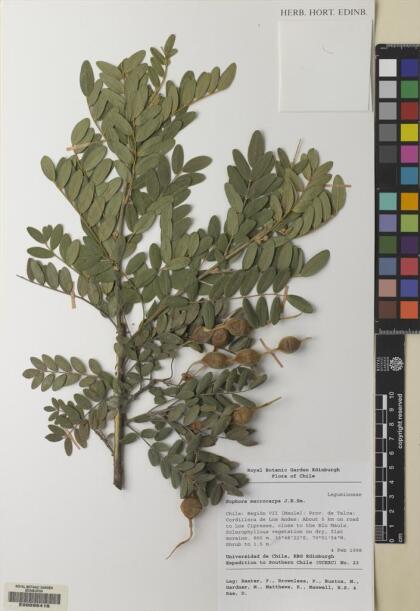 Sophora macrocarpa [Espécimen: ]