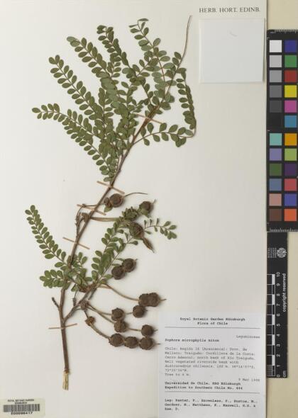 Sophora cassioides [Espécimen: ]