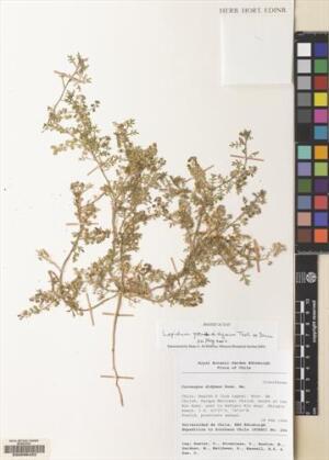 Lepidium pseudodidymum [Espécimen: ]