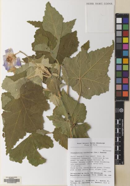 Corynabutilon vitifolium [Espécimen: ]
