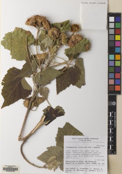 Corynabutilon vitifolium [Espécimen: ]