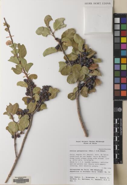 Schinus patagonica [Espécimen: ]