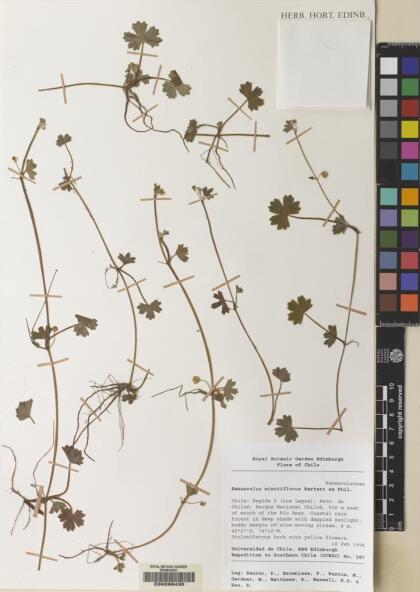 Ranunculus minutiflorus [Espécimen: ]