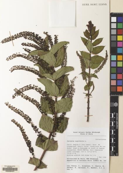 Coriaria ruscifolia [Espécimen: ]