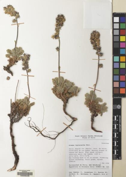 Acaena leptacantha [Espécimen: ]