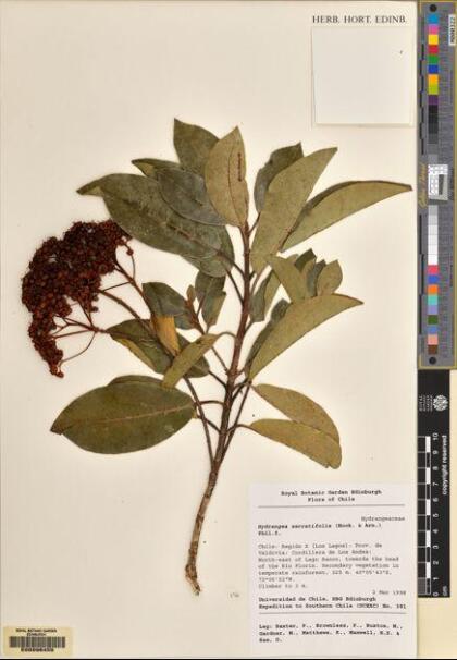 Hydrangea serratifolia [Espécimen: ]