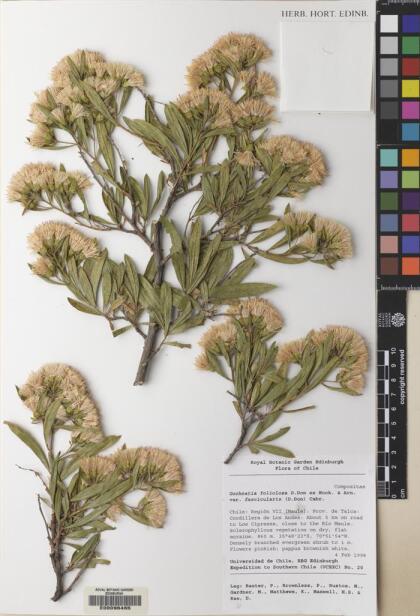 Gochnatia foliolosa var. fascicularis [Espécimen: ]