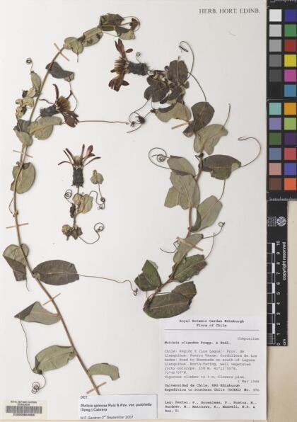 Mutisia spinosa var. pulchella [Espécimen: ]