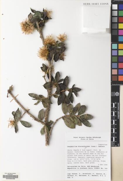 Archidasyphyllum diacanthoides [Espécimen: ]