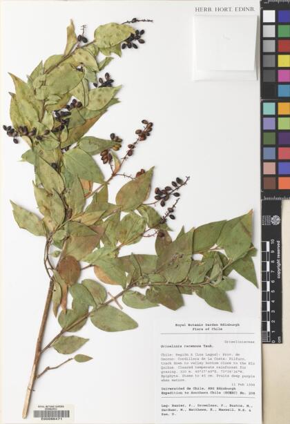 Griselinia racemosa [Espécimen: ]
