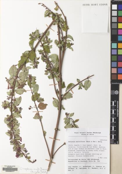 Gardoquia multiflora [Espécimen: ]