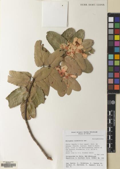Eucryphia cordifolia [Espécimen: ]