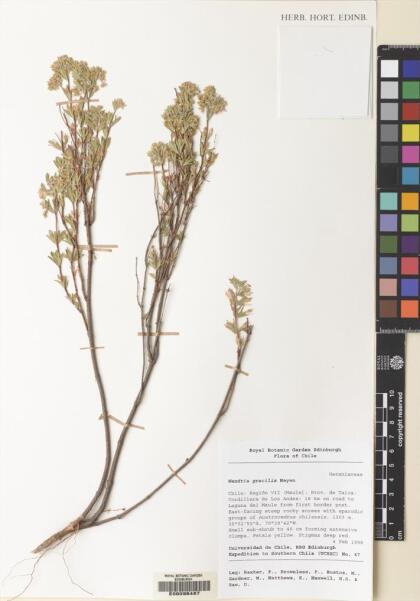 Balbisia gracilis [Espécimen: ]