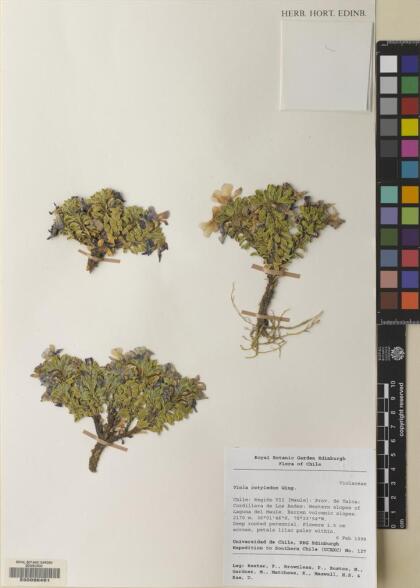 Viola cotyledon [Espécimen: ]