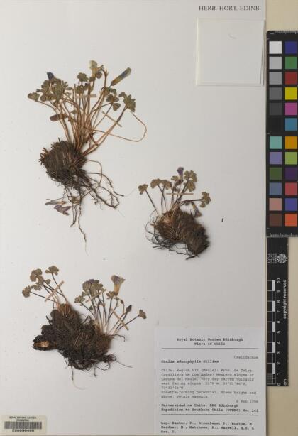 Oxalis adenophylla [Espécimen: ]