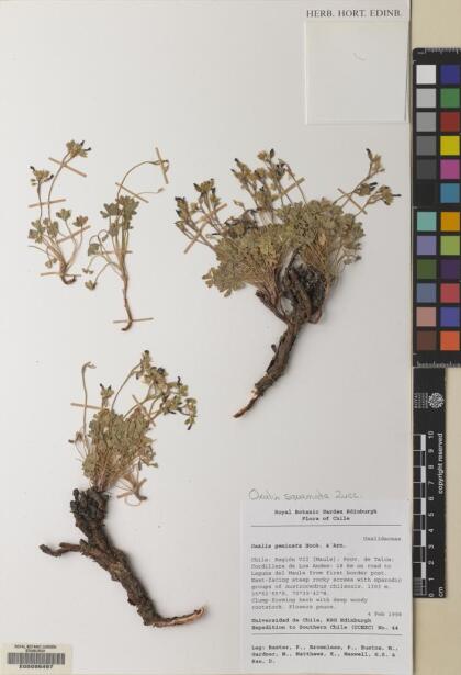 Oxalis squamata [Espécimen: ]