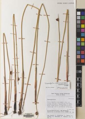 Schoenoplectus americanus [Espécimen: ]