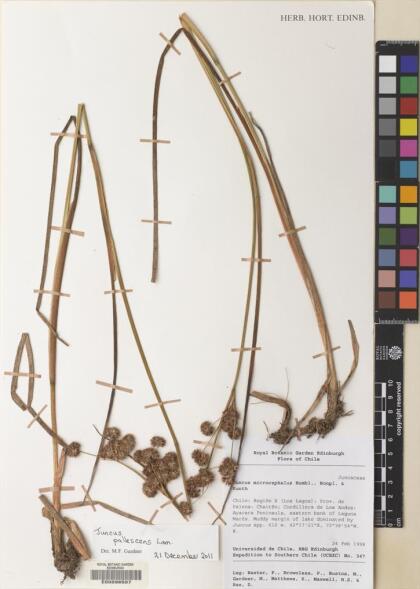 Juncus pallescens [Espécimen: ]