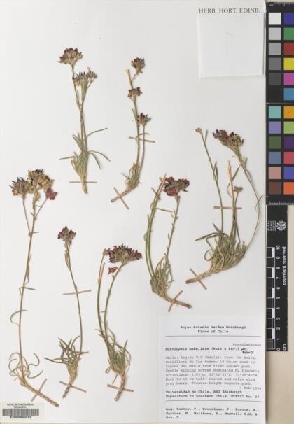 Montiopsis umbellata [Espécimen: ]