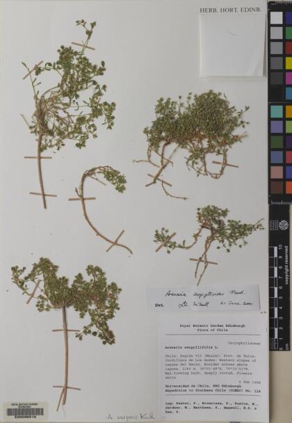 Arenaria serpens [Espécimen: ]