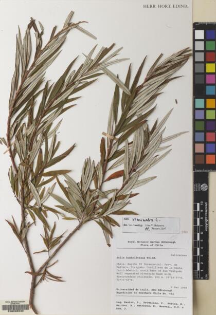 Salix viminalis [Espécimen: ]