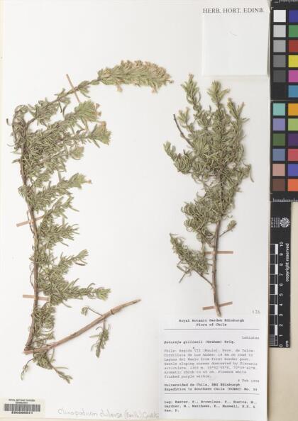 Gardoquia gilliesii [Espécimen: ]