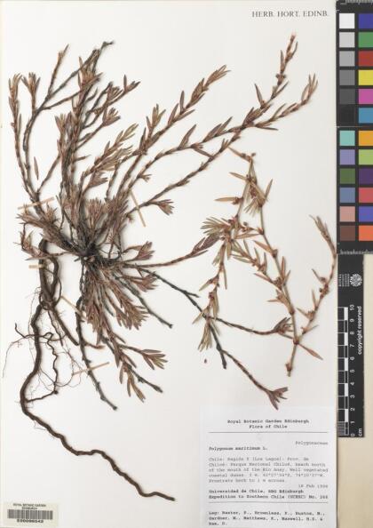 Polygonum maritimum [Espécimen: ]