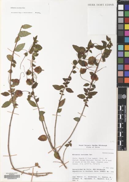Mitraria coccinea [Espécimen: ]