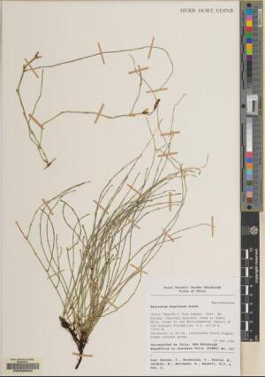 Equisetum bogotense [Espécimen: ]