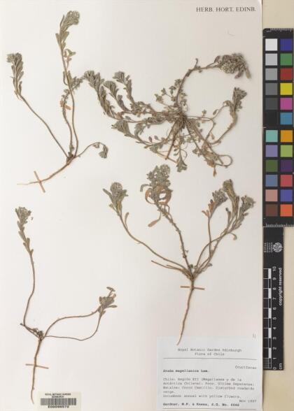 Draba magellanica [Espécimen: ]