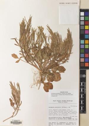 Cardamine glacialis [Espécimen: ]