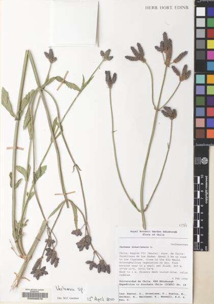 Verbena bonariensis [Espécimen: ]