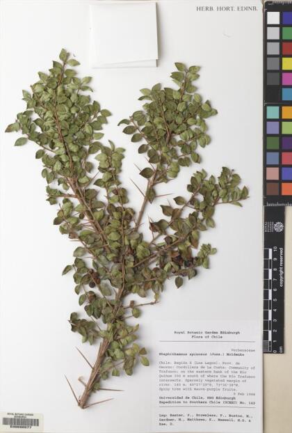 Rhaphithamnus spinosus [Espécimen: ]