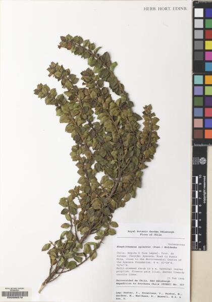 Rhaphithamnus spinosus [Espécimen: ]