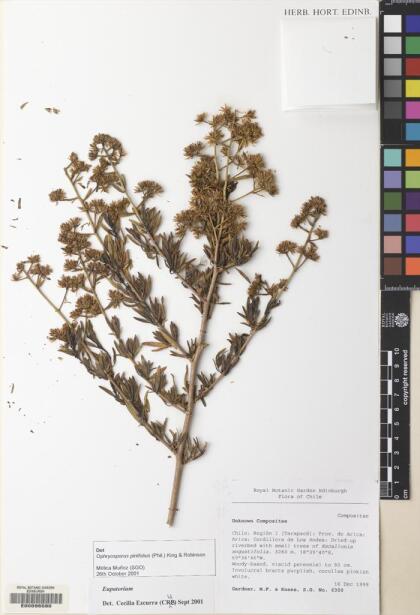 Ophryosporus pinifolius [Espécimen: ]
