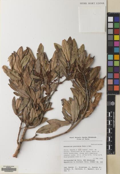 Aextoxicon punctatum [Espécimen: ]